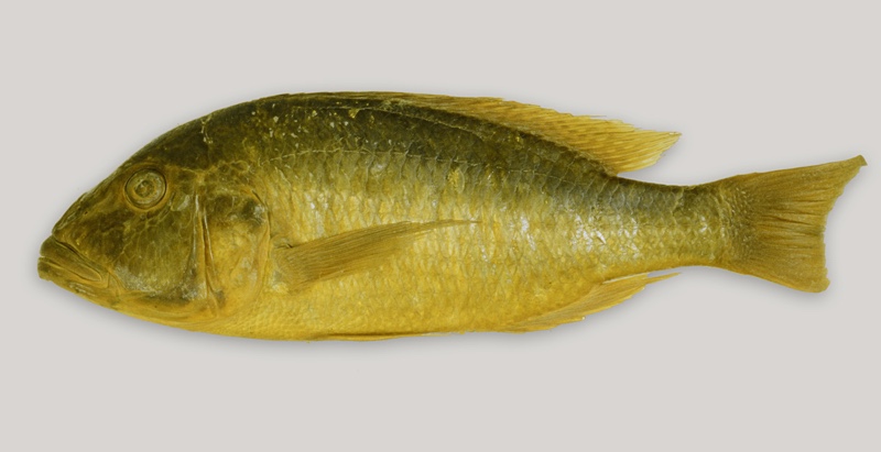 Buccochromis rhoadesii